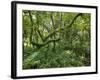 Equatorial Rainforest in Bwindi Impenetrable Forest, Bwindi Impenetrable National Park, Uganda-Paul Souders-Framed Photographic Print