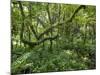 Equatorial Rainforest in Bwindi Impenetrable Forest, Bwindi Impenetrable National Park, Uganda-Paul Souders-Mounted Photographic Print