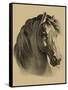 Equestrain Portrait II-Vision Studio-Framed Stretched Canvas