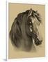 Equestrain Portrait II-Vision Studio-Framed Premium Giclee Print