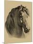 Equestrain Portrait II-Vision Studio-Mounted Premium Giclee Print