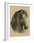 Equestrain Portrait II-Vision Studio-Framed Art Print