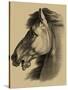 Equestrian Portrait III-Vision Studio-Stretched Canvas