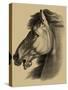 Equestrian Portrait III-Vision Studio-Stretched Canvas