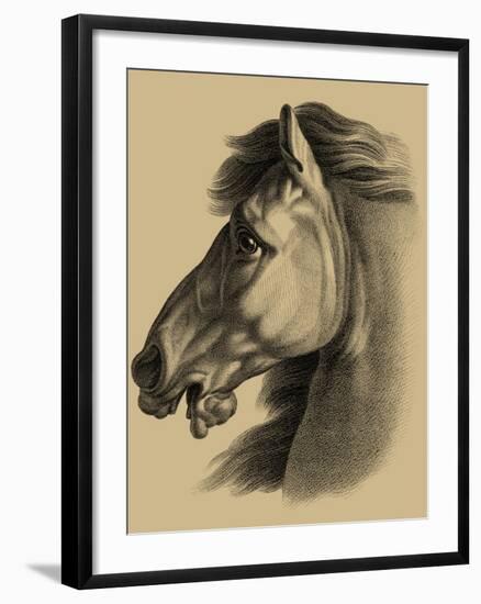 Equestrian Portrait III-Vision Studio-Framed Art Print