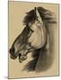 Equestrian Portrait III-Vision Studio-Mounted Art Print