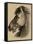 Equestrian Portrait III-Vision Studio-Framed Stretched Canvas