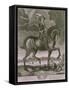 Equestrian Portrait of Oliver Cromwell circa 1655-Albert Haelwegh-Framed Stretched Canvas