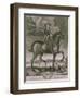 Equestrian Portrait of Oliver Cromwell circa 1655-Albert Haelwegh-Framed Giclee Print