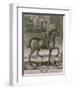 Equestrian Portrait of Oliver Cromwell circa 1655-Albert Haelwegh-Framed Giclee Print