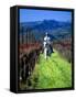 Equestrian Riding in a Vineyard, Napa Valley Wine Country, California, USA-John Alves-Framed Stretched Canvas