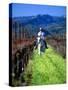 Equestrian Riding in a Vineyard, Napa Valley Wine Country, California, USA-John Alves-Stretched Canvas