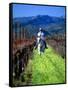 Equestrian Riding in a Vineyard, Napa Valley Wine Country, California, USA-John Alves-Framed Stretched Canvas