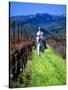 Equestrian Riding in a Vineyard, Napa Valley Wine Country, California, USA-John Alves-Stretched Canvas