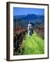 Equestrian Riding in a Vineyard, Napa Valley Wine Country, California, USA-John Alves-Framed Premium Photographic Print