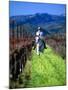 Equestrian Riding in a Vineyard, Napa Valley Wine Country, California, USA-John Alves-Mounted Premium Photographic Print