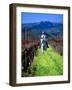 Equestrian Riding in a Vineyard, Napa Valley Wine Country, California, USA-John Alves-Framed Photographic Print