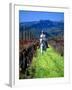 Equestrian Riding in a Vineyard, Napa Valley Wine Country, California, USA-John Alves-Framed Photographic Print