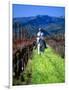 Equestrian Riding in a Vineyard, Napa Valley Wine Country, California, USA-John Alves-Framed Photographic Print