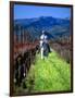 Equestrian Riding in a Vineyard, Napa Valley Wine Country, California, USA-John Alves-Framed Photographic Print