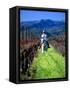 Equestrian Riding in a Vineyard, Napa Valley Wine Country, California, USA-John Alves-Framed Stretched Canvas