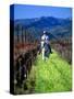 Equestrian Riding in a Vineyard, Napa Valley Wine Country, California, USA-John Alves-Stretched Canvas