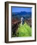 Equestrian Riding in a Vineyard, Napa Valley Wine Country, California, USA-John Alves-Framed Photographic Print