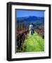 Equestrian Riding in a Vineyard, Napa Valley Wine Country, California, USA-John Alves-Framed Photographic Print