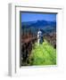 Equestrian Riding in a Vineyard, Napa Valley Wine Country, California, USA-John Alves-Framed Photographic Print