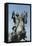 Equestrian Statue of Philip III, 1616-Pietro Tacca-Framed Stretched Canvas