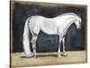 Equestrian Studies V-Naomi McCavitt-Stretched Canvas