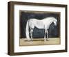 Equestrian Studies V-Naomi McCavitt-Framed Art Print