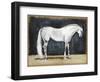 Equestrian Studies V-Naomi McCavitt-Framed Art Print