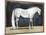 Equestrian Studies V-Naomi McCavitt-Mounted Art Print