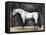 Equestrian Studies VI-Naomi McCavitt-Framed Stretched Canvas