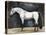 Equestrian Studies VI-Naomi McCavitt-Stretched Canvas