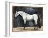 Equestrian Studies VI-Naomi McCavitt-Framed Art Print
