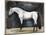 Equestrian Studies VI-Naomi McCavitt-Mounted Art Print