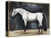 Equestrian Studies VI-Naomi McCavitt-Stretched Canvas