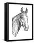 Equine Contour I-Emma Scarvey-Framed Stretched Canvas