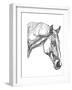 Equine Contour III-Emma Scarvey-Framed Art Print