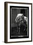 Equine Double Take II-Susan Friedman-Framed Art Print