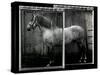 Equine Double Take IV-Susan Friedman-Stretched Canvas