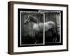 Equine Double Take IV-Susan Friedman-Framed Art Print