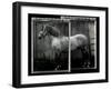 Equine Double Take IV-Susan Friedman-Framed Art Print