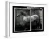 Equine Double Take IV-Susan Friedman-Framed Art Print