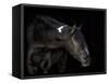 Equine Portrait IV-null-Framed Stretched Canvas