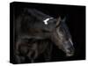 Equine Portrait IV-null-Stretched Canvas