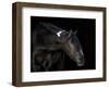 Equine Portrait IV-null-Framed Photographic Print