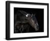 Equine Portrait IV-null-Framed Photographic Print